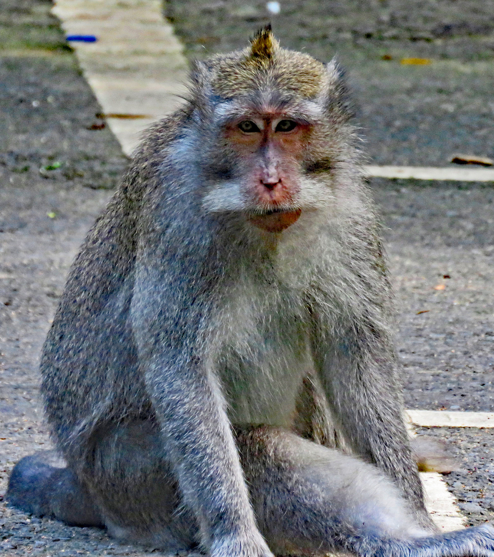 bali 4_monkey staring at photographer_edited-2 copy