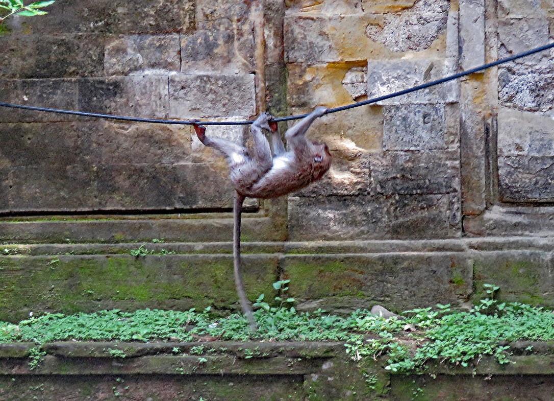 bali 4_ubud monkey walking powerline upside down_edited-1