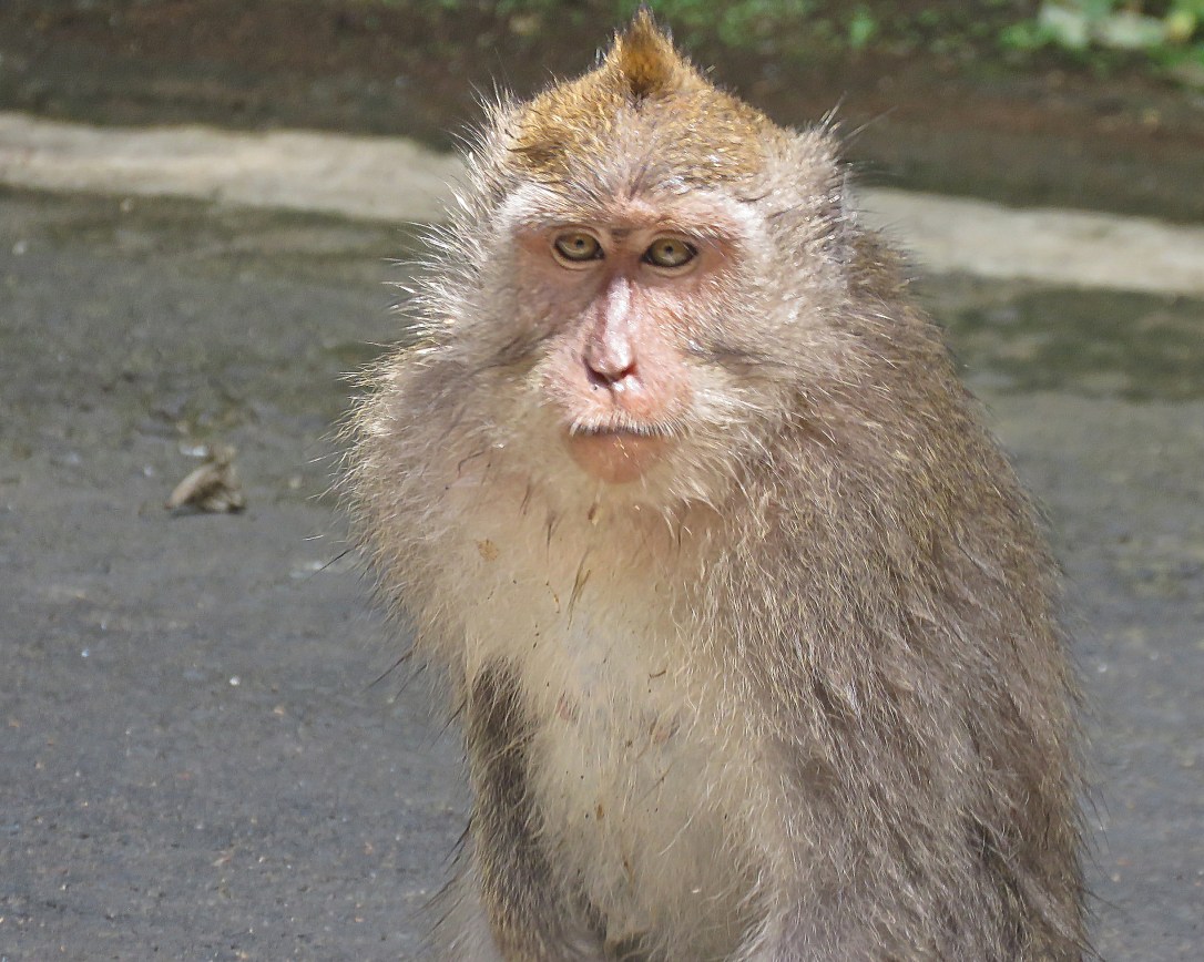 bali 4_ubud young monkey_edited-1