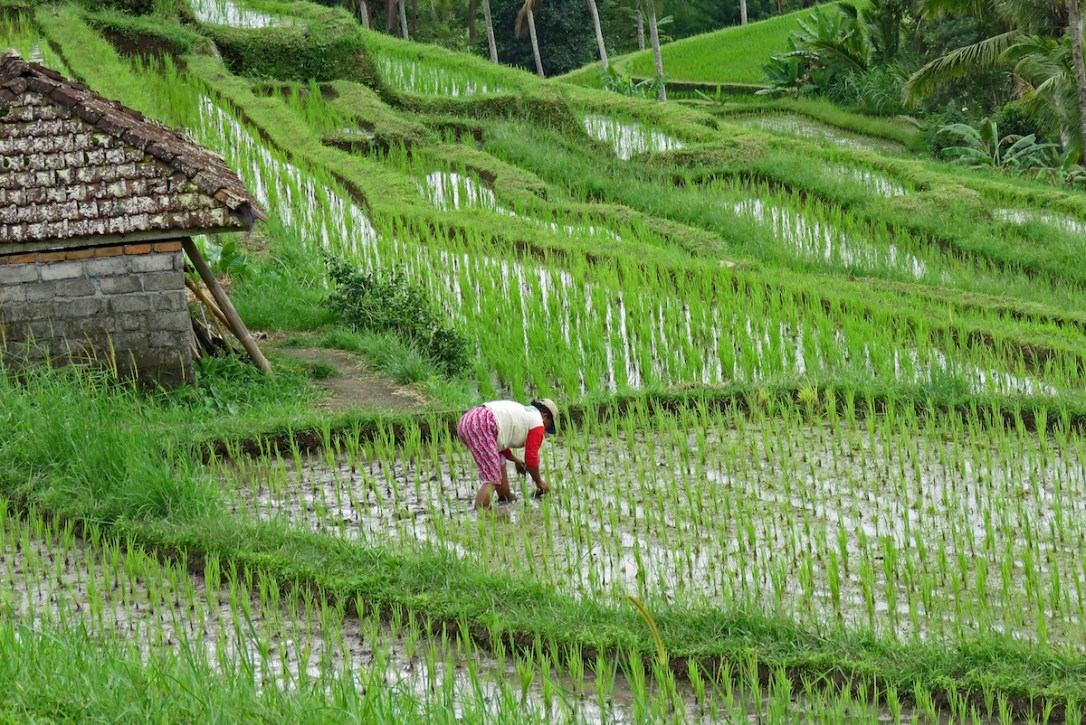 bali 9-10_labor of love_edited-1 copy