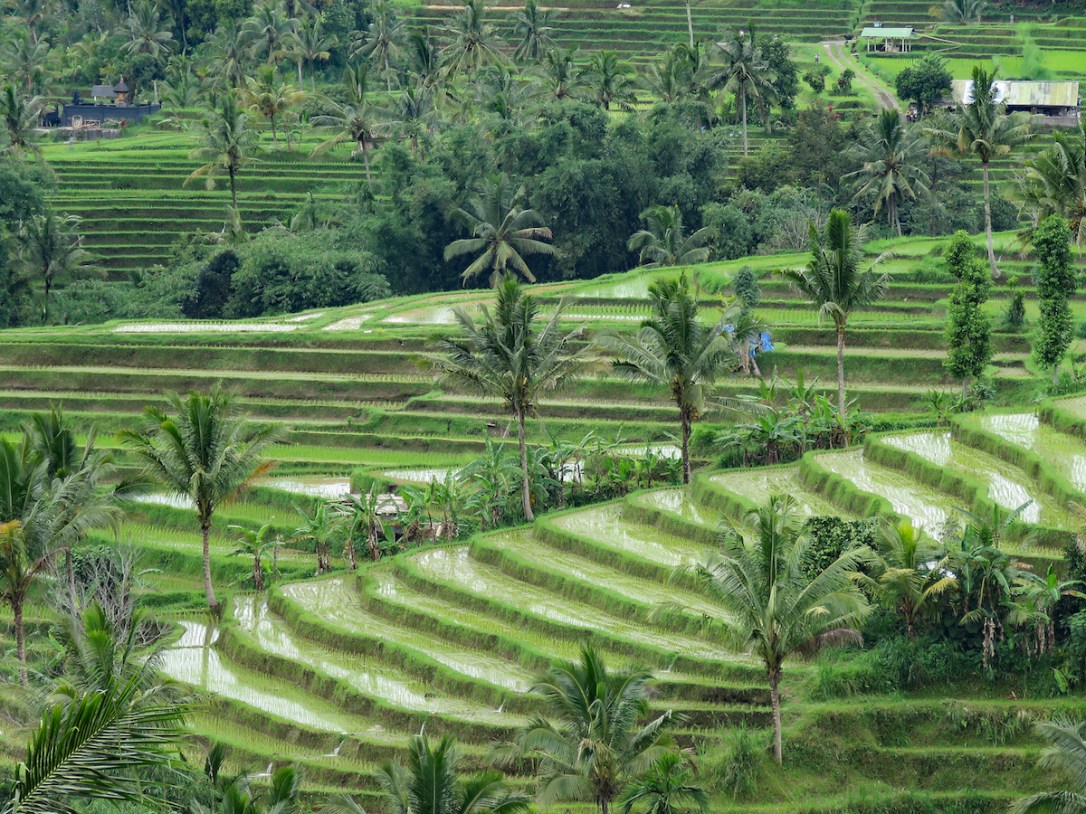bali 9-10_tiers of rice_edited-1 copy