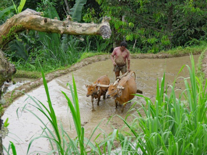 bali 9-10_tilling the rice fields_edited-1 copy
