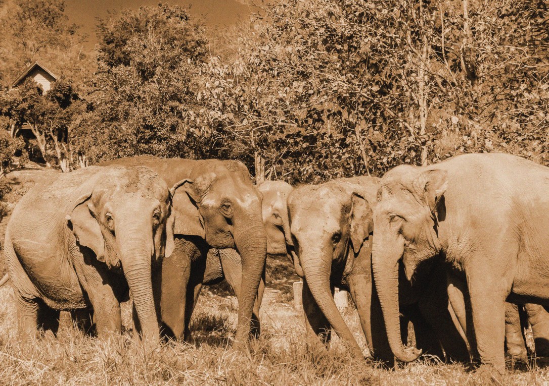 CM EL Day 4_Wild Bunch 2 Sepia_edited-1