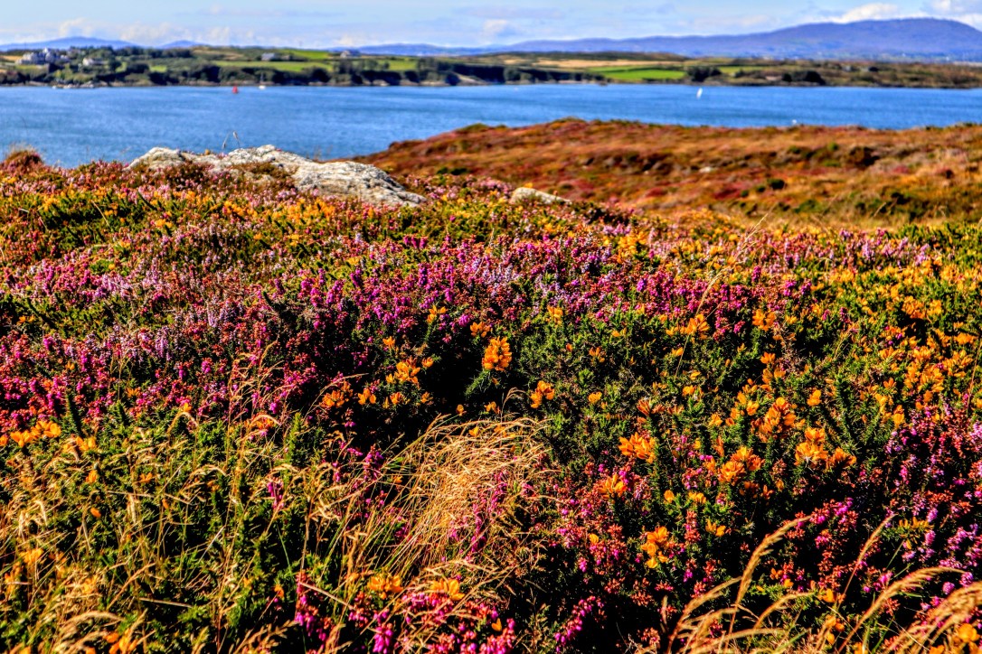 Baltimore_heather overlooking harbor
