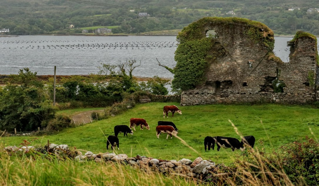 Durrow_wall castle cows mussel on greenjpg