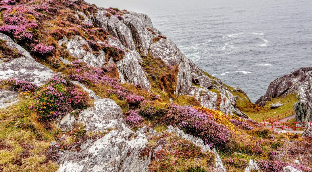 Sheeps head_heather down to ocean