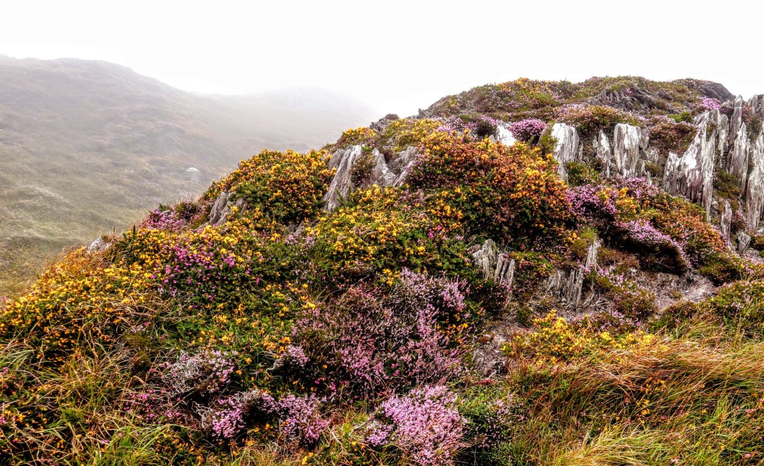 Sheeps head_heather on rock