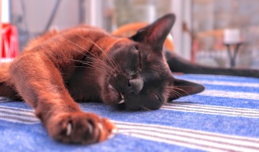 frank_sleeping on table.jpg_inPixio