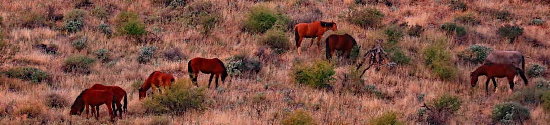 FH Mustangs_11 27 19_eight wide_edited-1