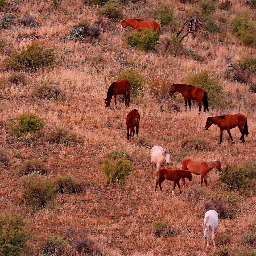 FH Mustangs_11 27 19_nine_edited-1