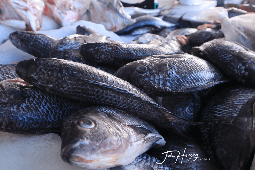 Fish eyes_inpixio_watermark