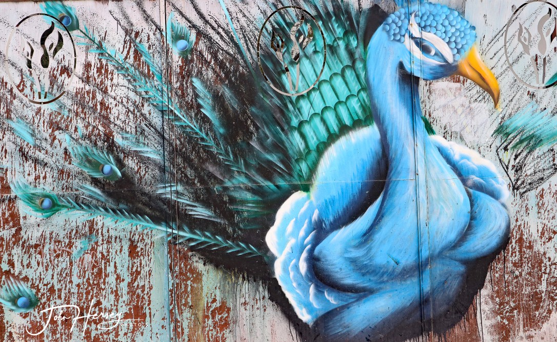 01 17 20_peacock mural_edited-2