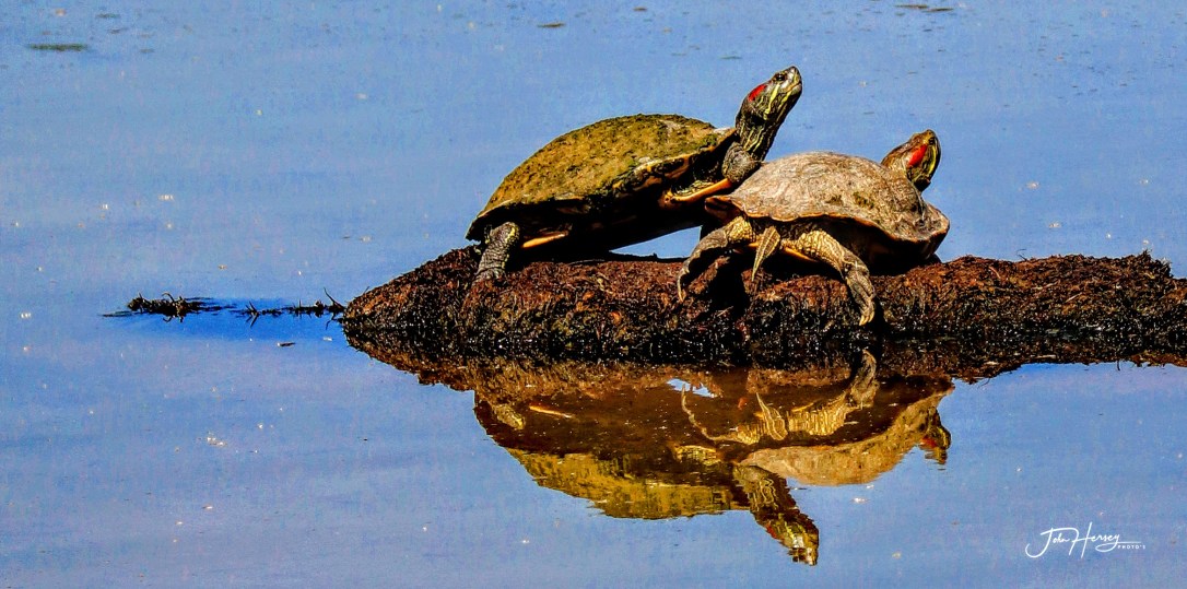 AZ Reparian_2020 Apr 17_luv turtles_edited-2