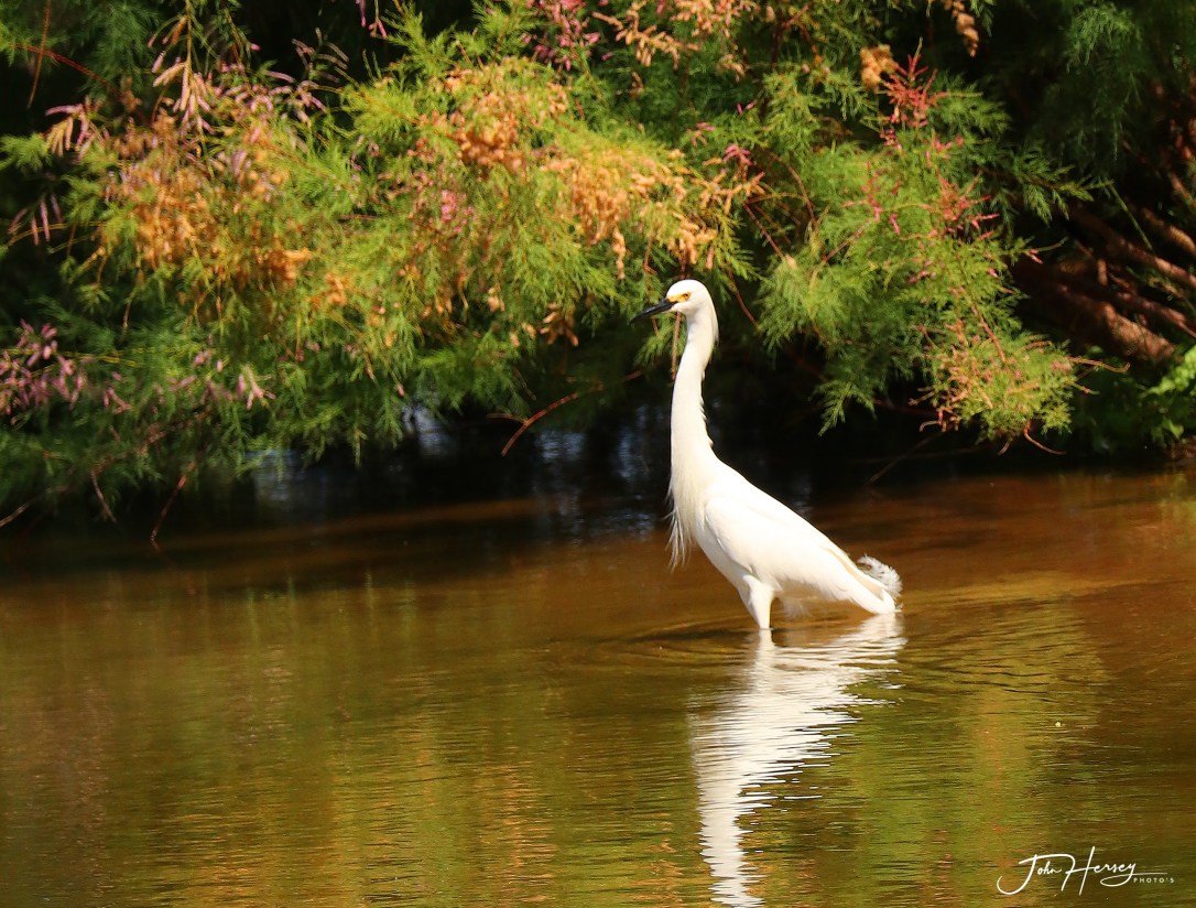 AZ Reparian_2020 Apr 17_self-isolation_edited-2