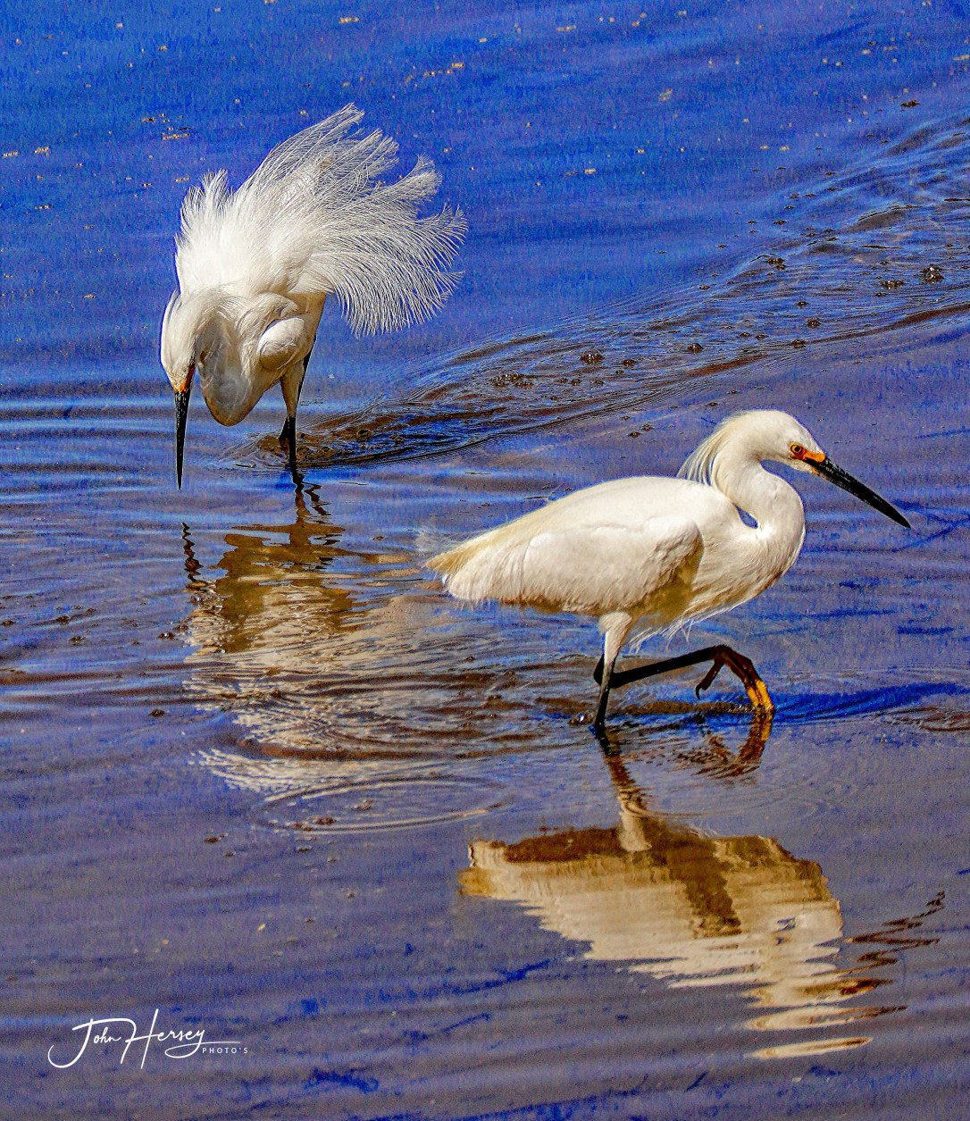 AZ Reparian_2020 Apr 17_Spring Dance_edited-2