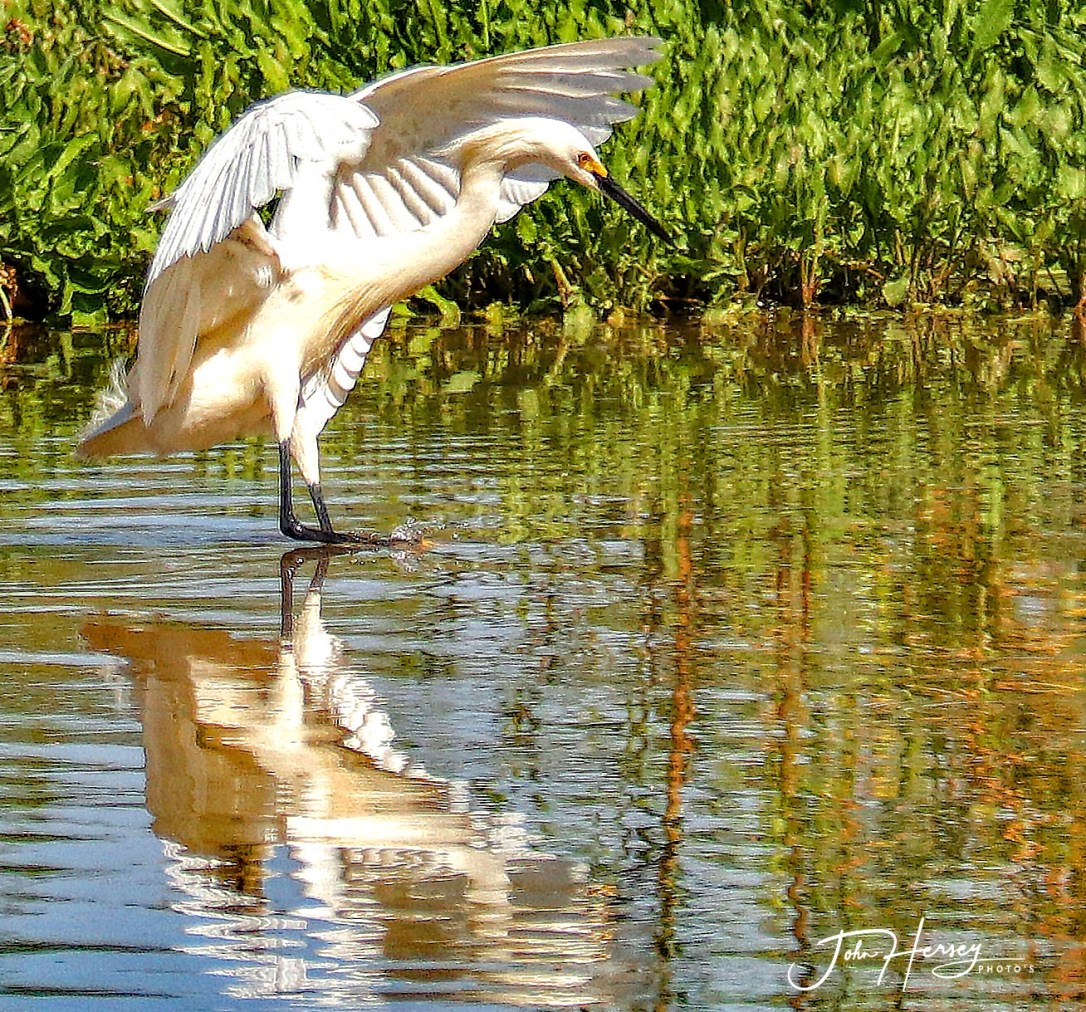 AZ Reparian_2020 Apr 17_Take Off 1_edited-1