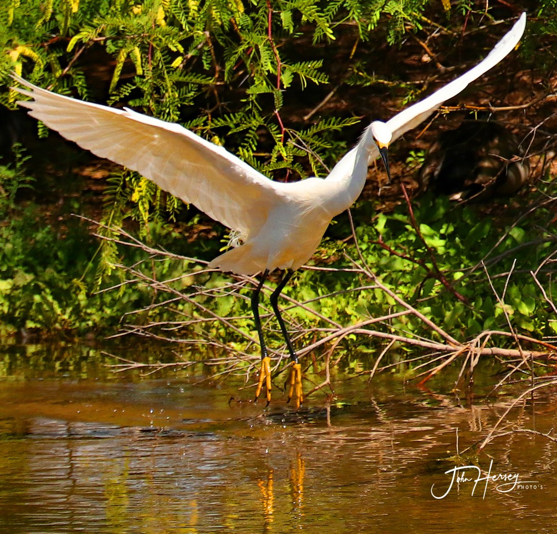 AZ Reparian_2020 Apr 17_up and up_edited-2