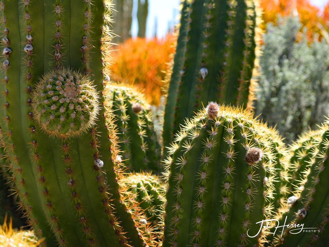 cave creek_2020 Apr 10_cactus and firestick_edited-2