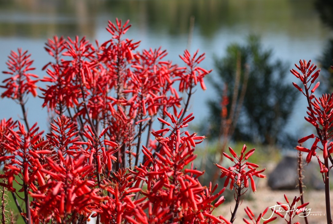 cave creek_2020 Apr 10_red green at fountain_edited-2