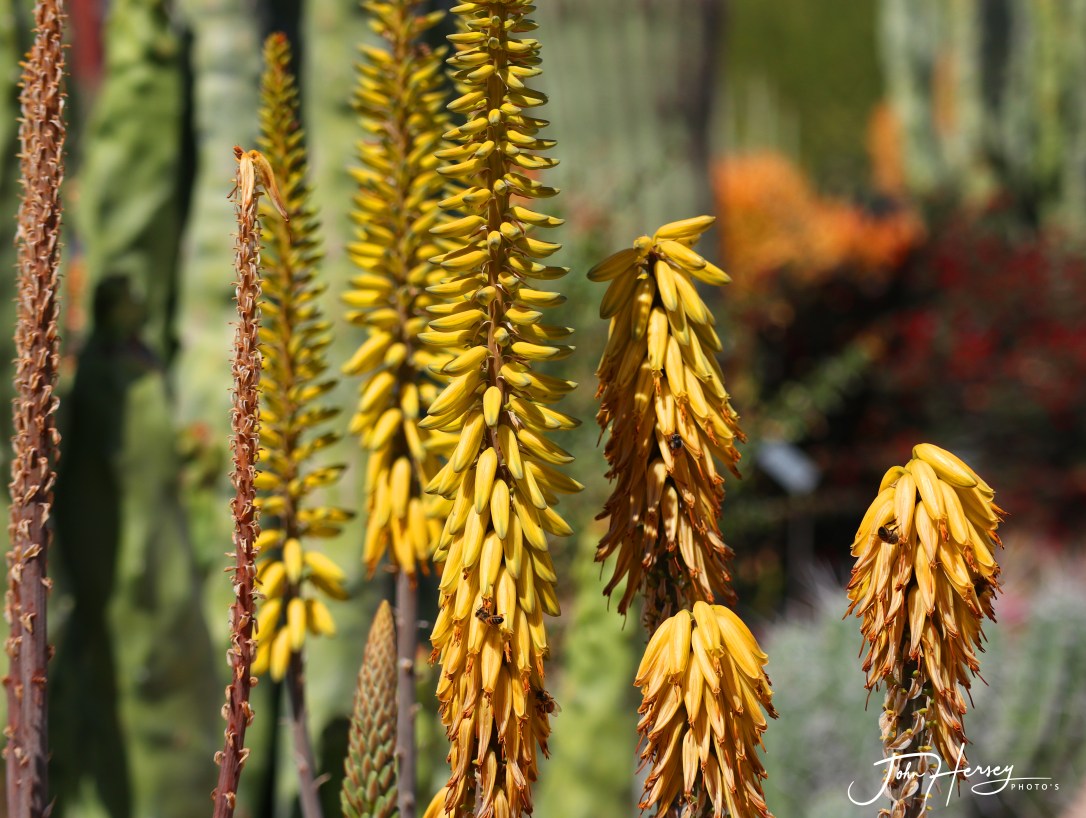 cave creek_2020 Apr 10_yellow and firestickc_edited-2