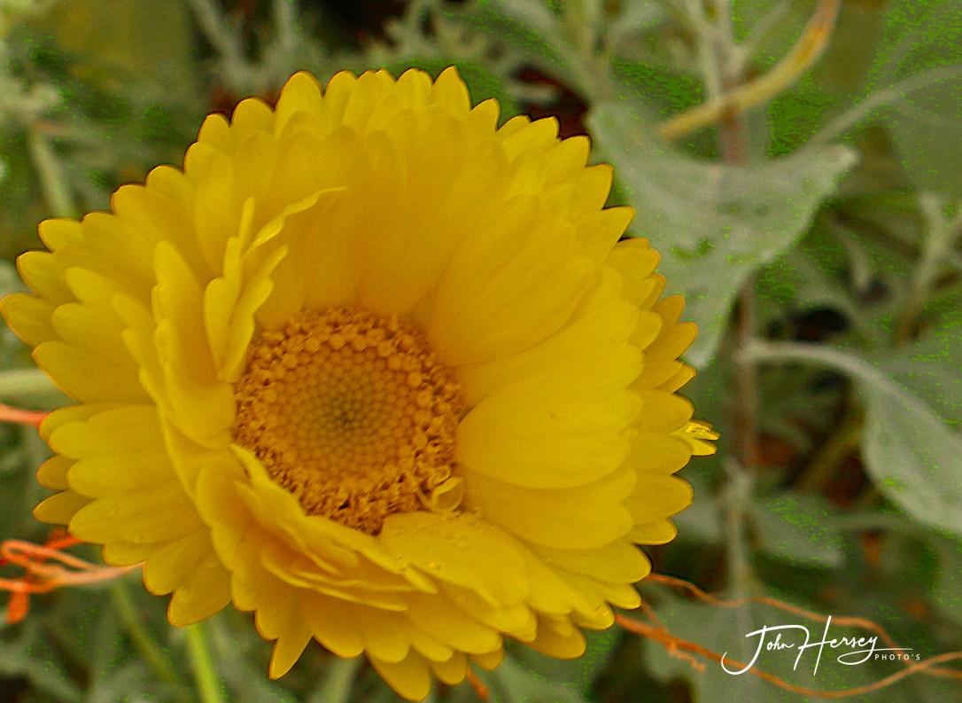 cave creek_2020 Apr 11_1 yellow_edited-2