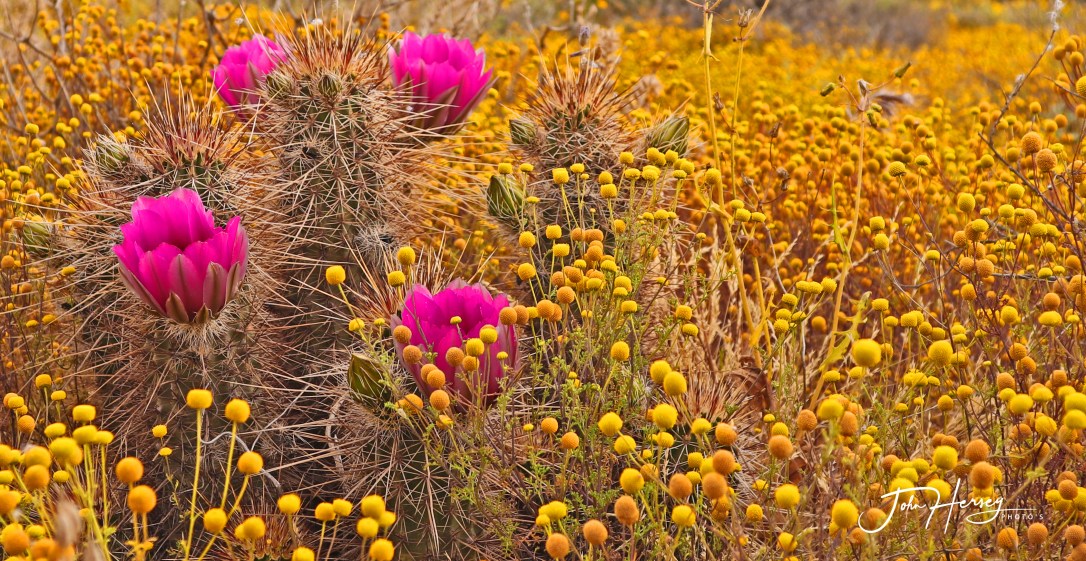cave creek_2020 Apr 11_4 Pink Hedgehog Flowers_edited-2