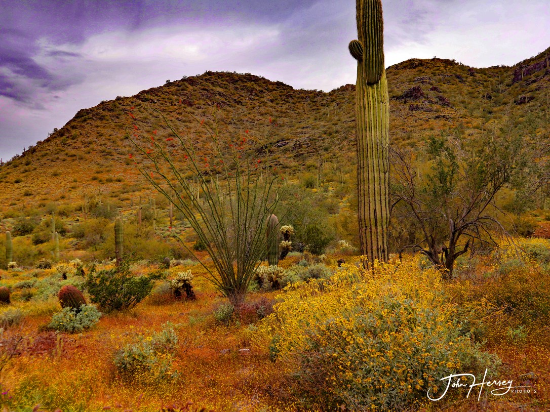 cave creek_2020 Apr 11_Az Spring On A Cloudy Day_edited-2