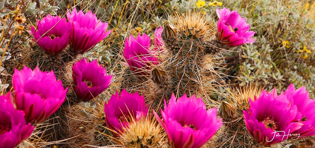 cave creek_2020 Apr 11_claret hedgehog_edited-2