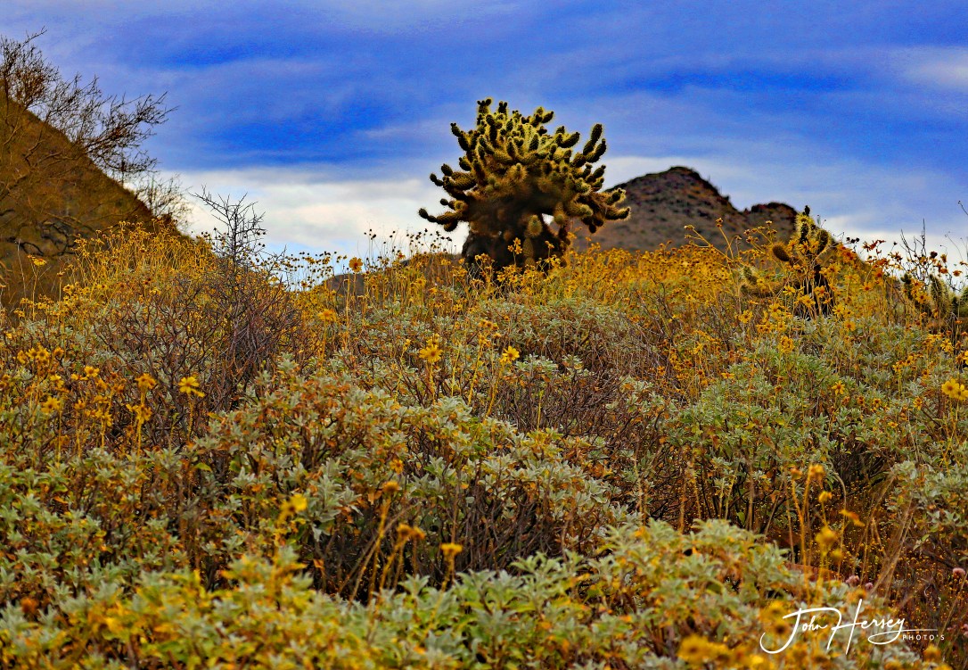 cave creek_2020 Apr 11_hills of green and yellow_edited-2