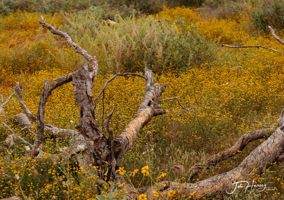 cave creek_2020 Apr 11_yello spring field_edited-2