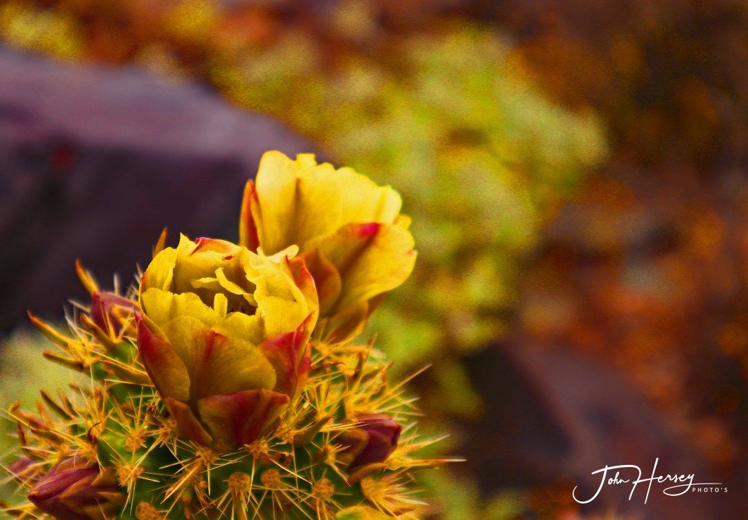 cave creek_2020 Apr 11_yellow 'n purple_edited-1