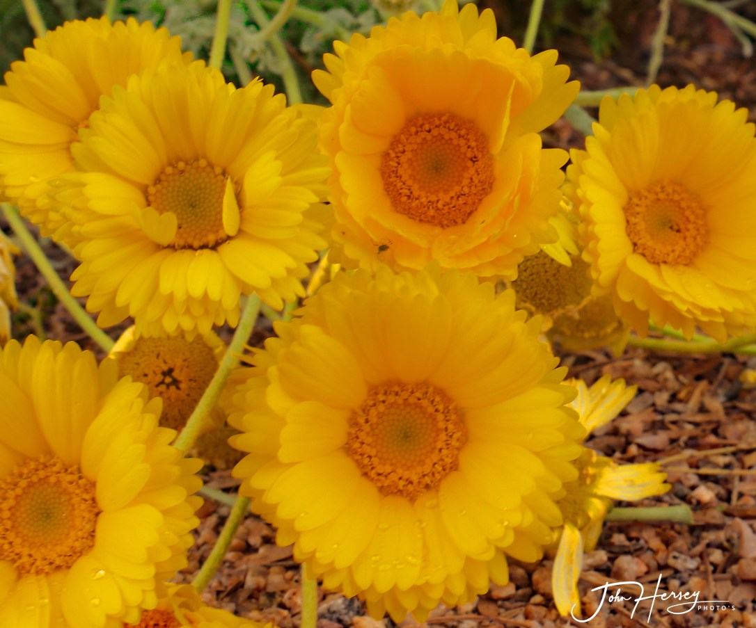 cave creek_2020 Apr 11_yellow_edited-2