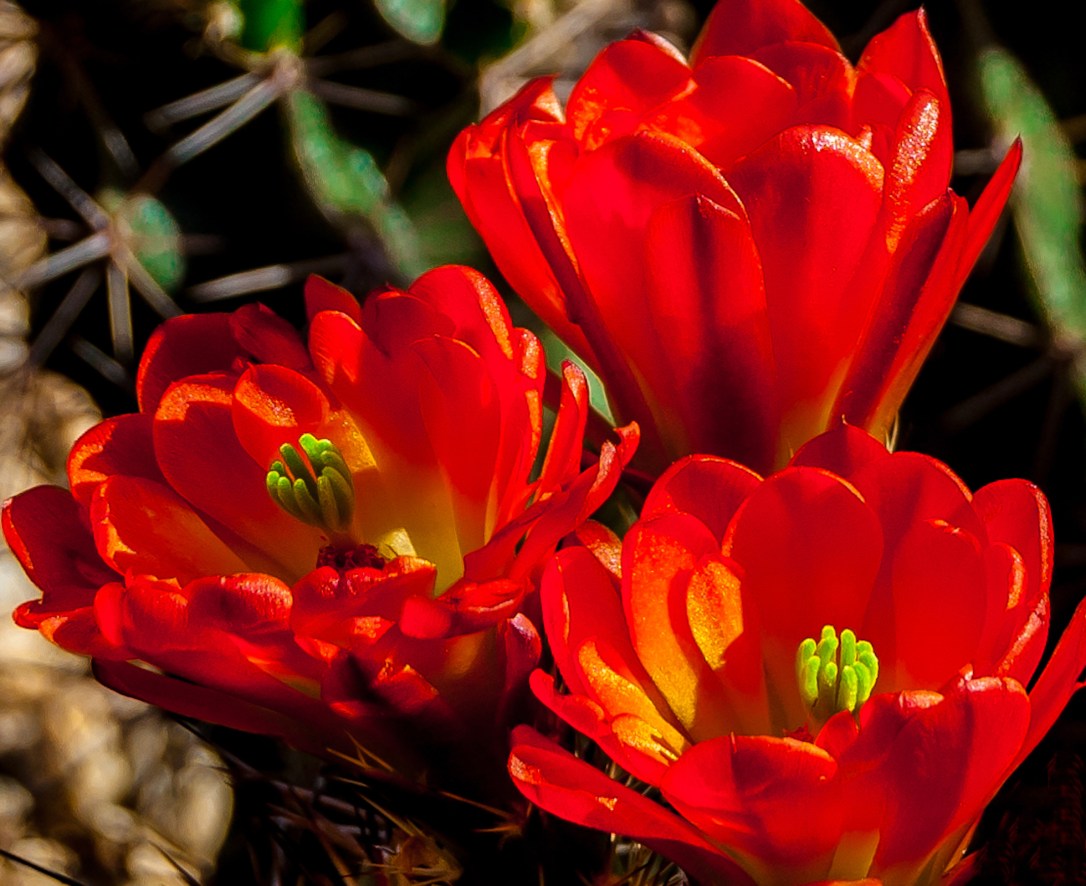 yourshot-3 Hedgehogs