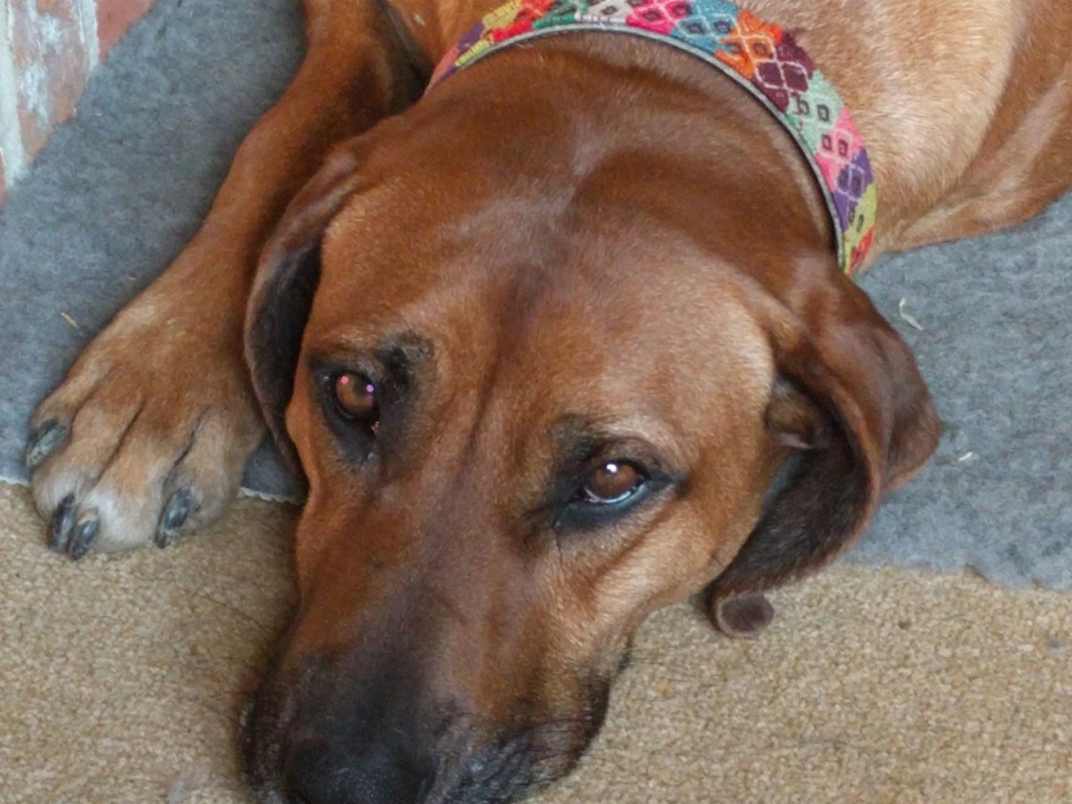 OMG I am Pet Sitting and I Lost the&nbsp;Dog!